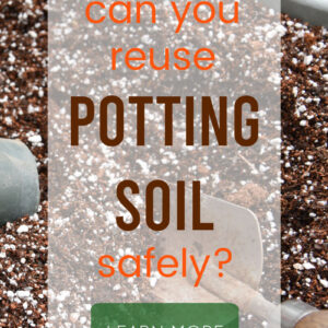 potting soil in bin with garden trowel, text overlay, can you reuse potting soil safely? Learn more. Flower Patch Farmhouse