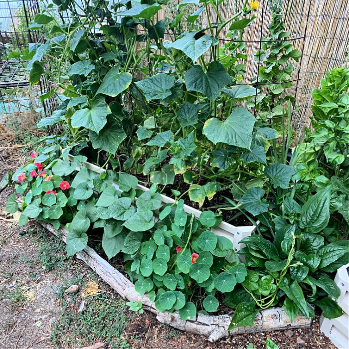 Stratco metal raised bed filled with plants