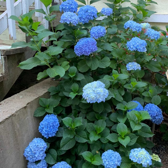 blue hydrangea in pot next to stair rail