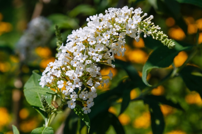 white butterfly bush