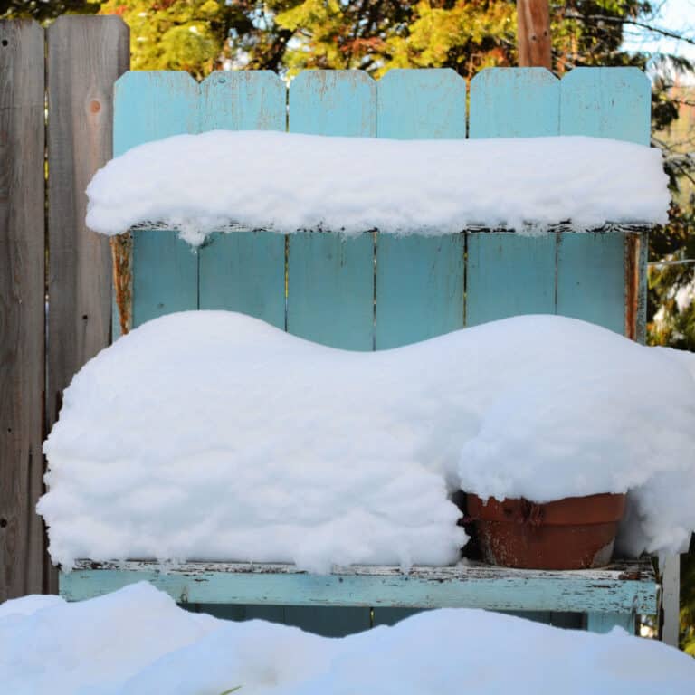 No-Transplant Winter Sowing