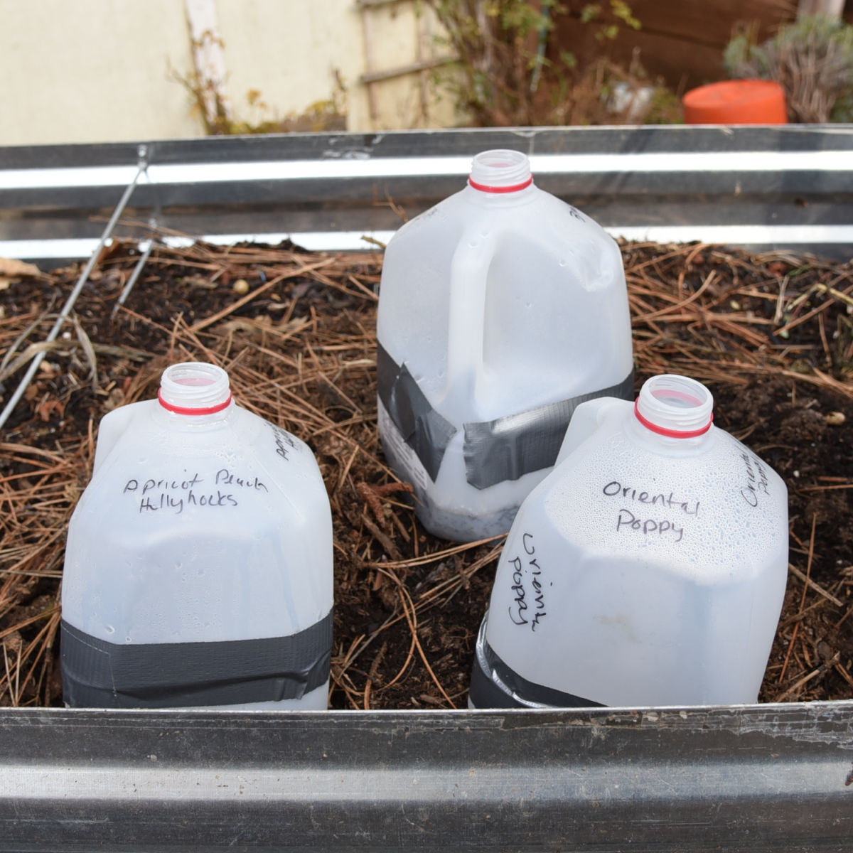 recycled milk jugs being used as winter sowing containers in the garden, flower names of the seeds inside are written on the sides.