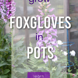 foxgloves in containers with text overlay, grow foxgloves in pot, learn how!, Flower Patch Farmhouse