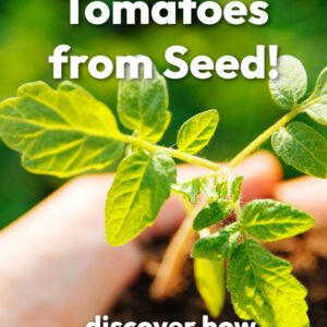 tomato seedling in a hand with soil. Text overlay reads: grow tomatoes from seed! Discover how easy it is. Flower Patch Farmhouse dot com