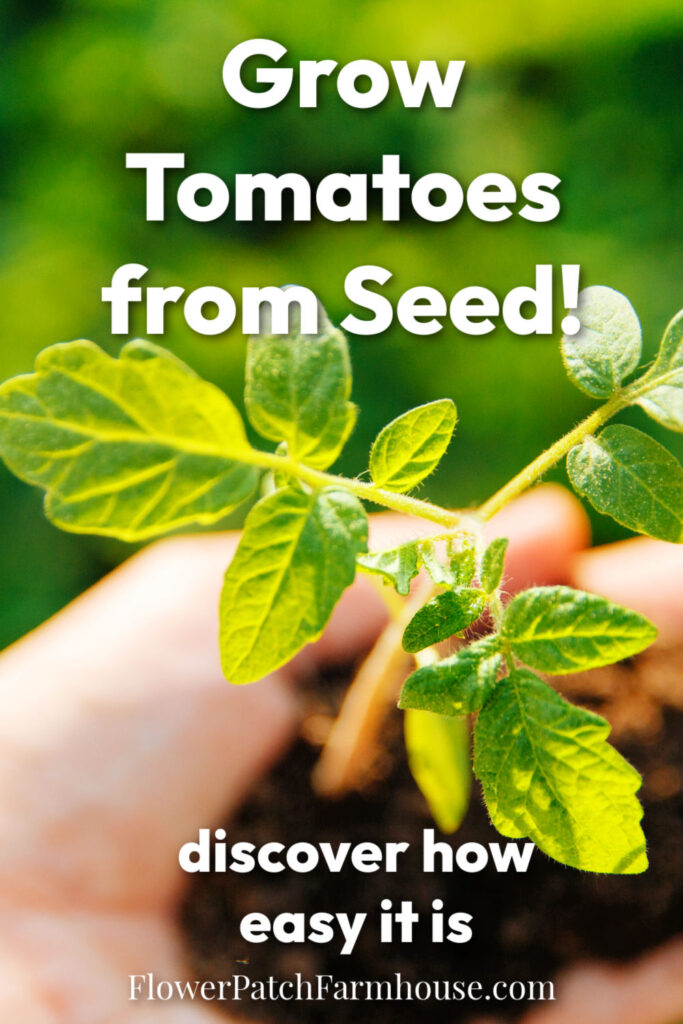 tomato seedling in a hand with soil. Text overlay reads: grow tomatoes from seed! Discover how easy it is. Flower Patch Farmhouse dot com