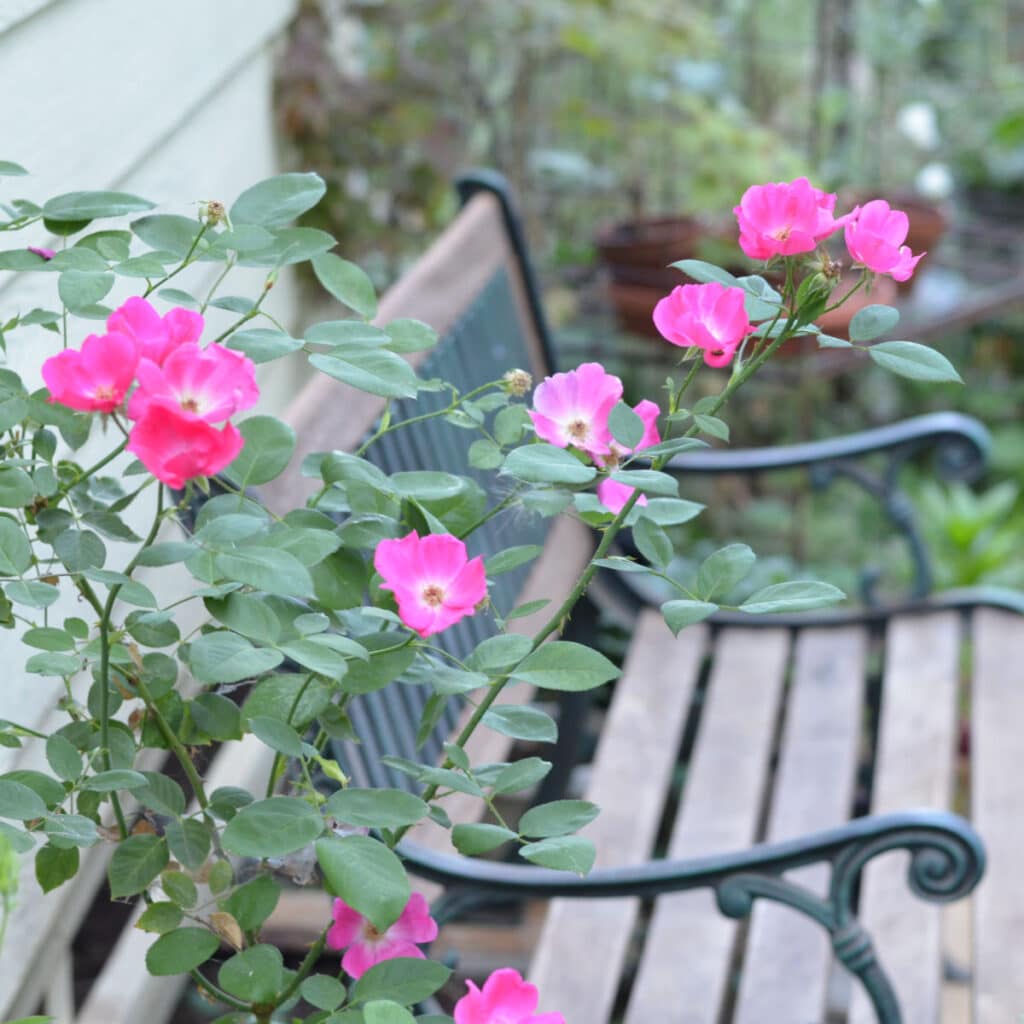 bench with Kirsten Poulsen rose vining onto