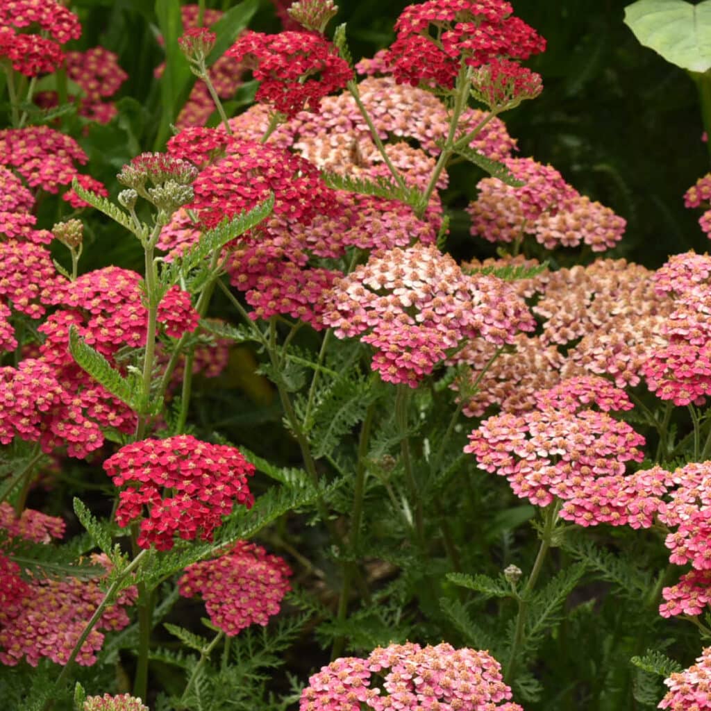 Achillea Yarrow with red and pink flowers