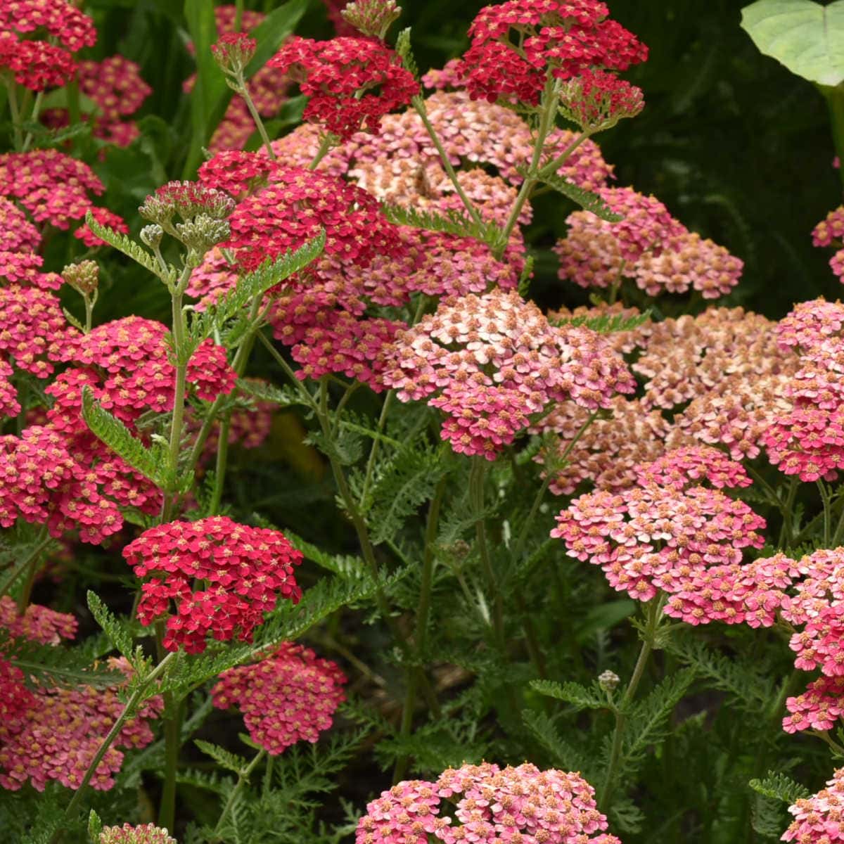 How to Grow Achillea Plant: A Beautiful and Hardy Flower