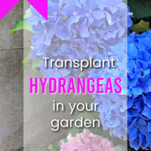 blue and pink hydrangeas with text overlay, transplant hydrangeas in your garden, flowerpatchfarmhouse.com