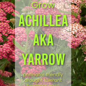 red and pink achillea plant with text overlay, Grow Achillea aka Yarrow, pollinator friendly, drought tolerant, beginner friendly, Flower Patch Farmhouse dot com