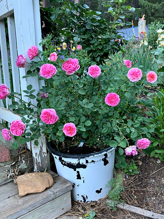 David Austin Rose Boscobel growing in a pot