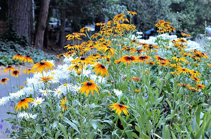 black eye susans and daisy in flower bed, no weeds