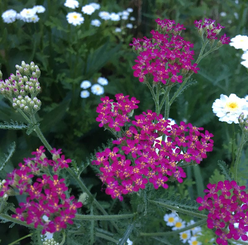 Cerise Queen Achillea Yarrow, bright pink