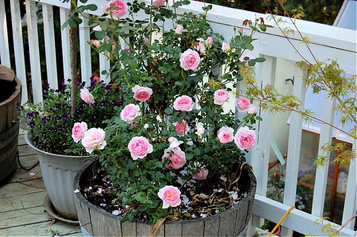 David Austin Rose in pot on deck