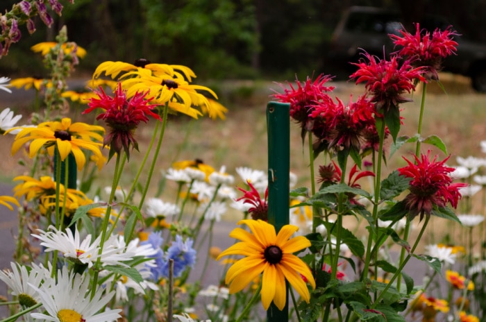 cut flower gardening, bee balm, black eye susan, and daisy in a small garden, flower patch farmhouse