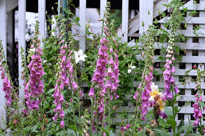 pink foxgloves in pots