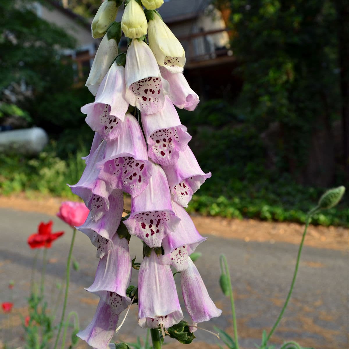 pink foxglove in garden