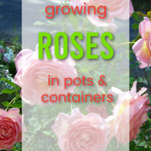 Jubilee Celebration rose with text overlay, Growing Roses in pots and containers, Flower Patch Farmhouse dot com