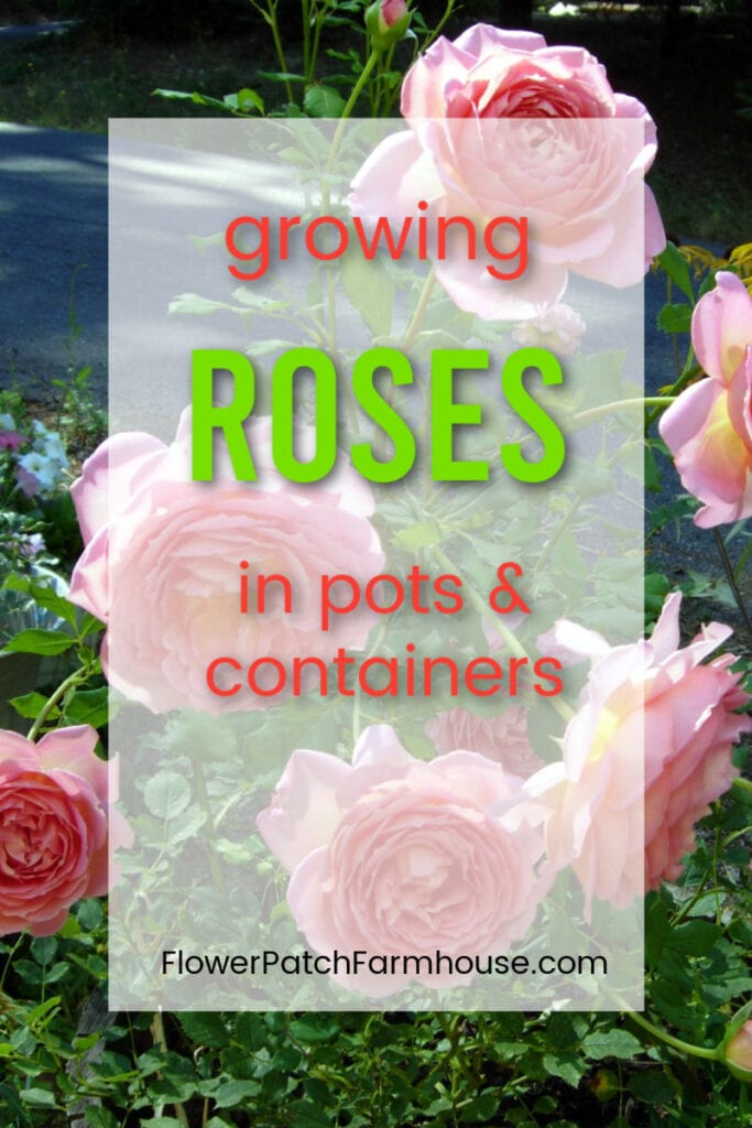 Jubilee Celebration rose with text overlay, Growing Roses in pots and containers, Flower Patch Farmhouse dot com