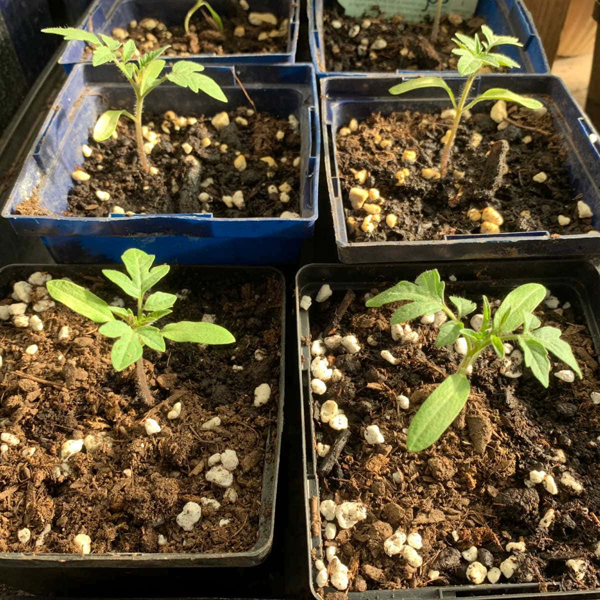 Grow Tomato Plants from Seed!