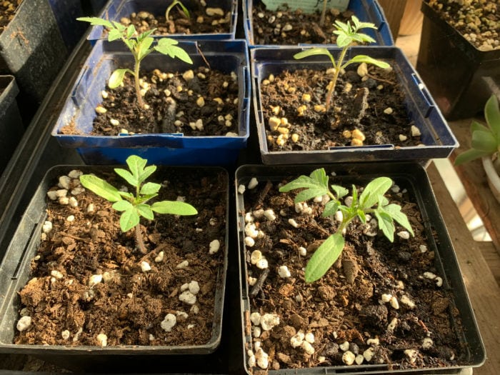 transplanted tomato seedlings