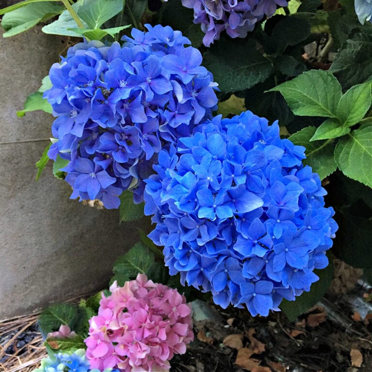bright blue hydrangea flowers with pink, transplanting hydrangeas