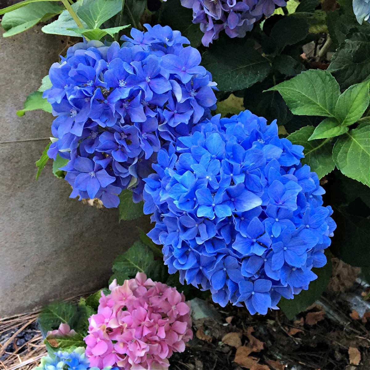 Transplanting Hydrangeas