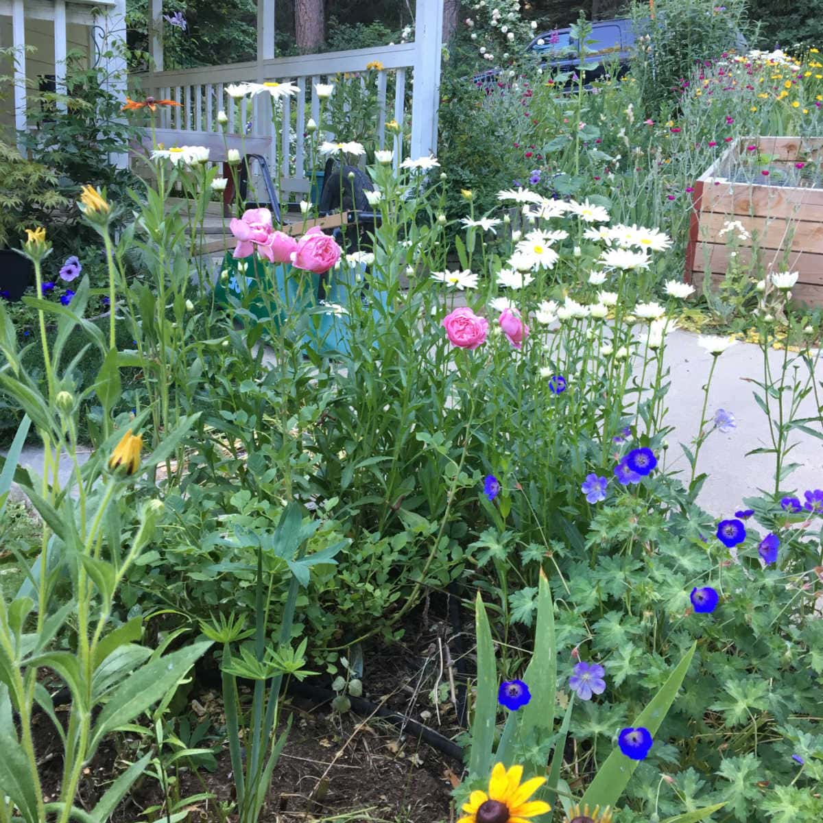 roses, rozanne hardy geraniums, black eye susans and daisies in a weed free garden
