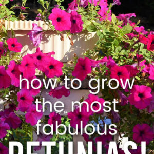 purple wave petunias with text overlay, How to Grow the Most fabulous petunias! Flower Patch Farmnouse dot com