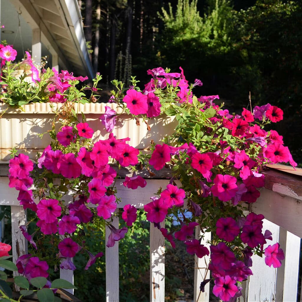 Purple Wave Petunias trailing over a deck rail