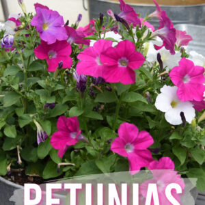 bright pink and white petunias in a galavanized tub