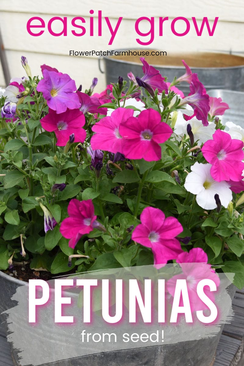 You can Grow Petunias from seed! Flower Patch Farmhouse