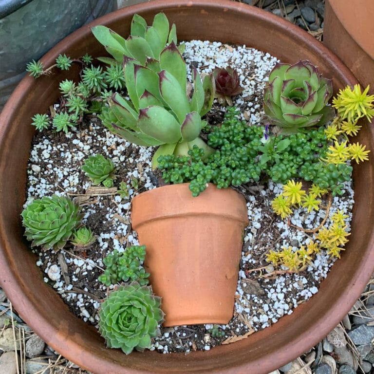 Succulents potted in a terra cotta container, sedums, echeveria and sempervivums