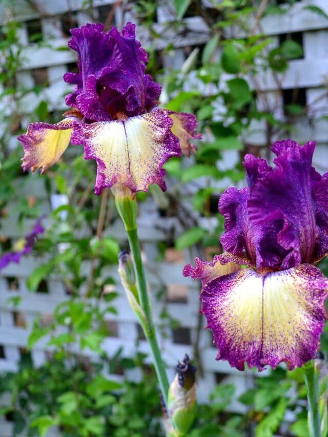 How to Divide Iris in Spring!