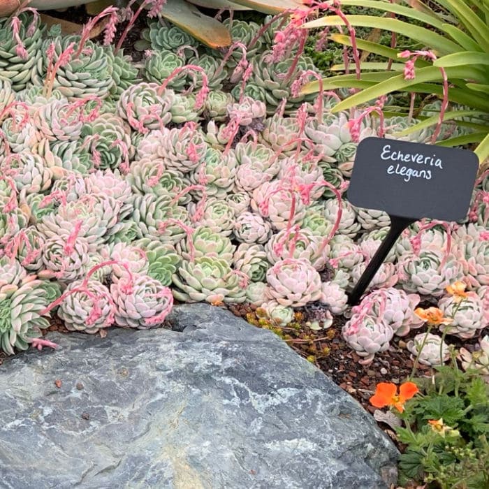 Echeveria elegans planted next to a large stone