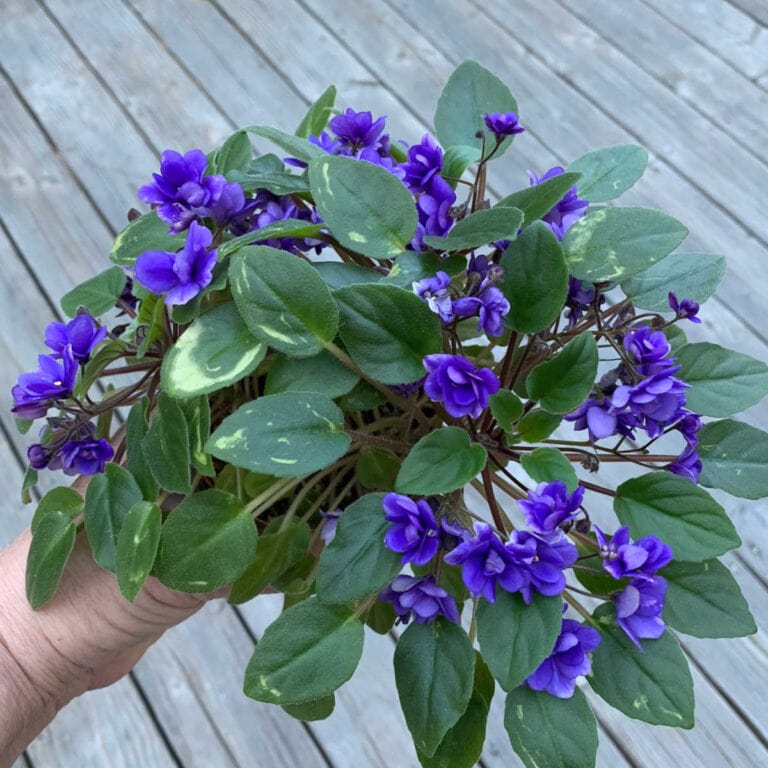 miniature african violet in full bloom with purple flowers