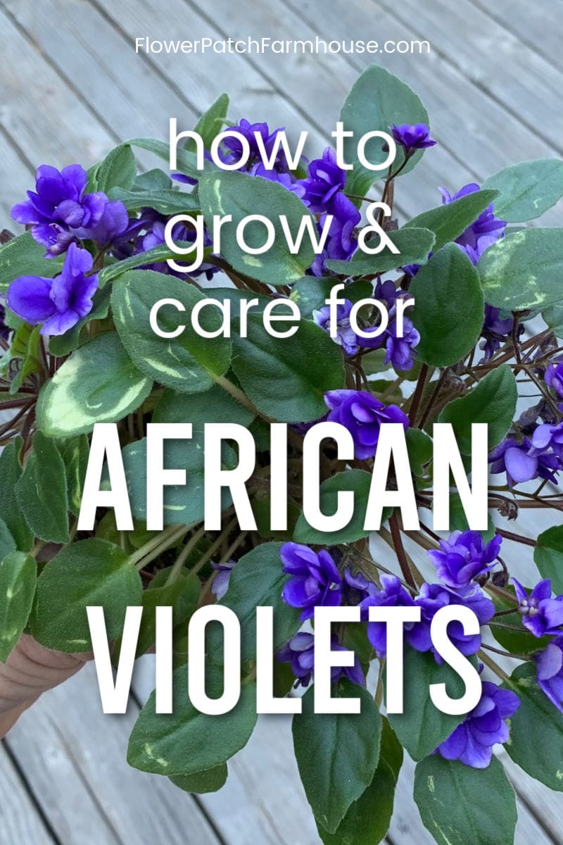 How to Grow and Care for African Violets Easy Tips & Tricks Flower