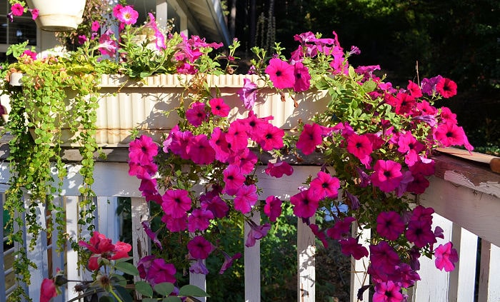 purple wave petunias growing in a window box