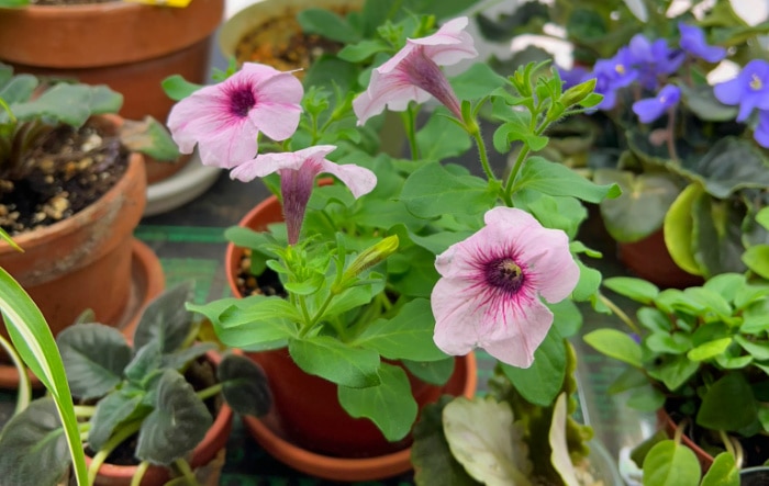 light lavender petunia blooming indoors under lights in February