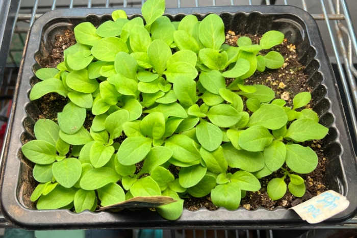 petunia seedlings 