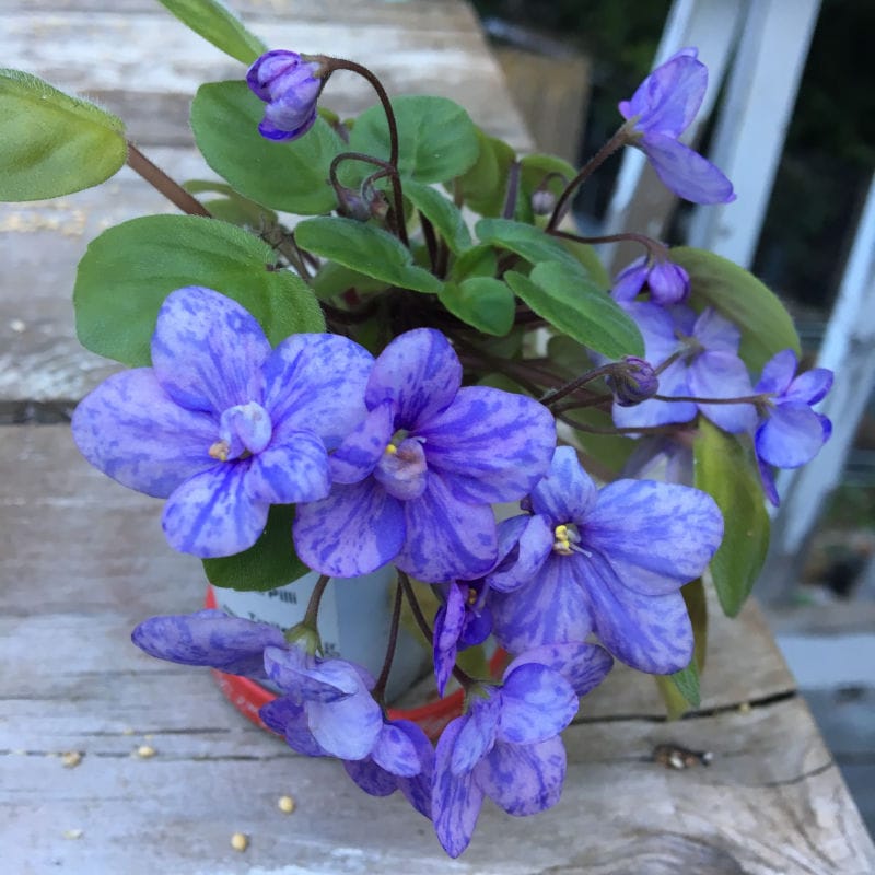 varigated african violet