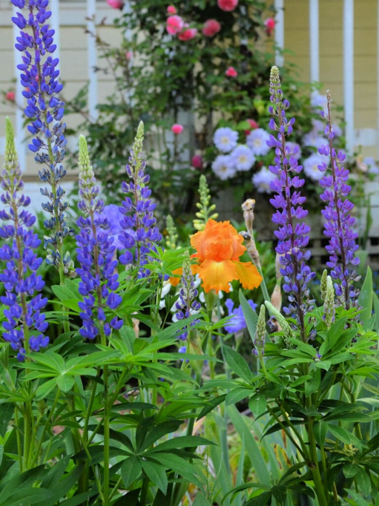 lupines, clematis, roses and an orange iris growing in a cottage garden