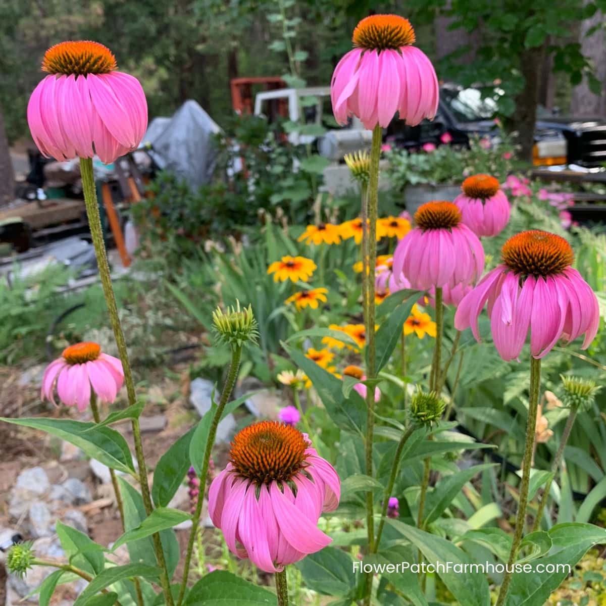 Growing Echinacea from Seed