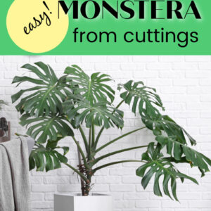 Monstera plant in white room with text overlay, Propagate Monstera from Cuttings, easy, flower patch farmhouse dot com