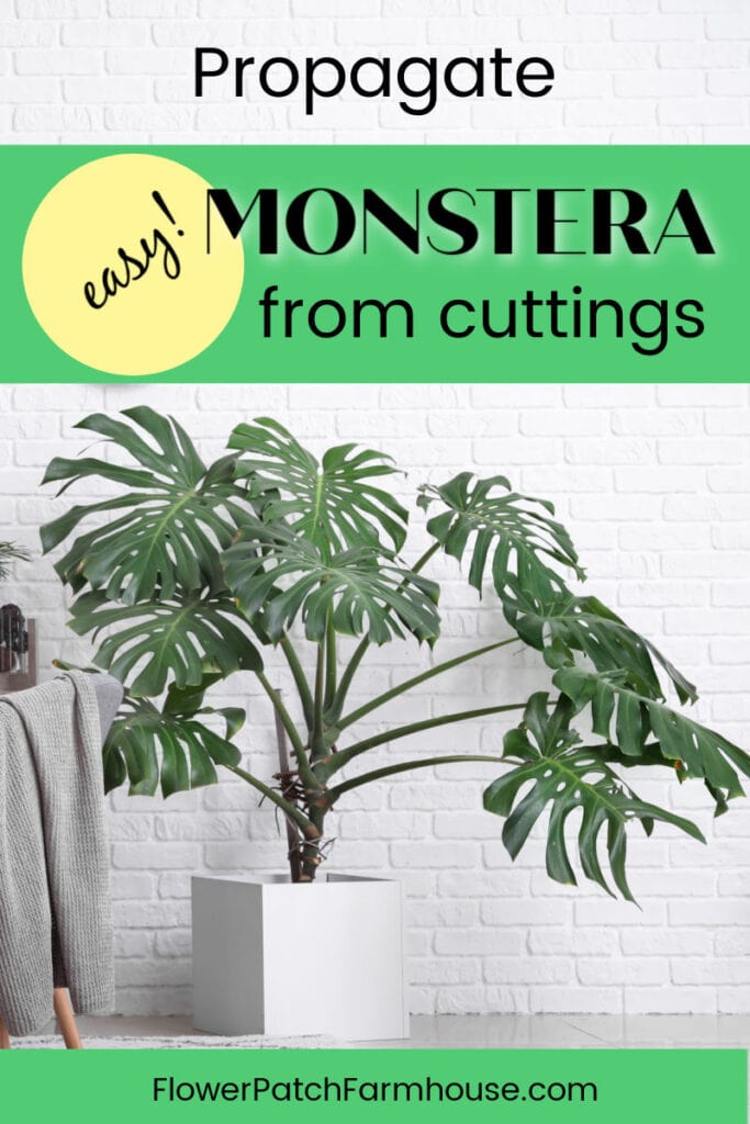 Monstera plant in white room with text overlay, Propagate Monstera from Cuttings, easy, flower patch farmhouse dot com