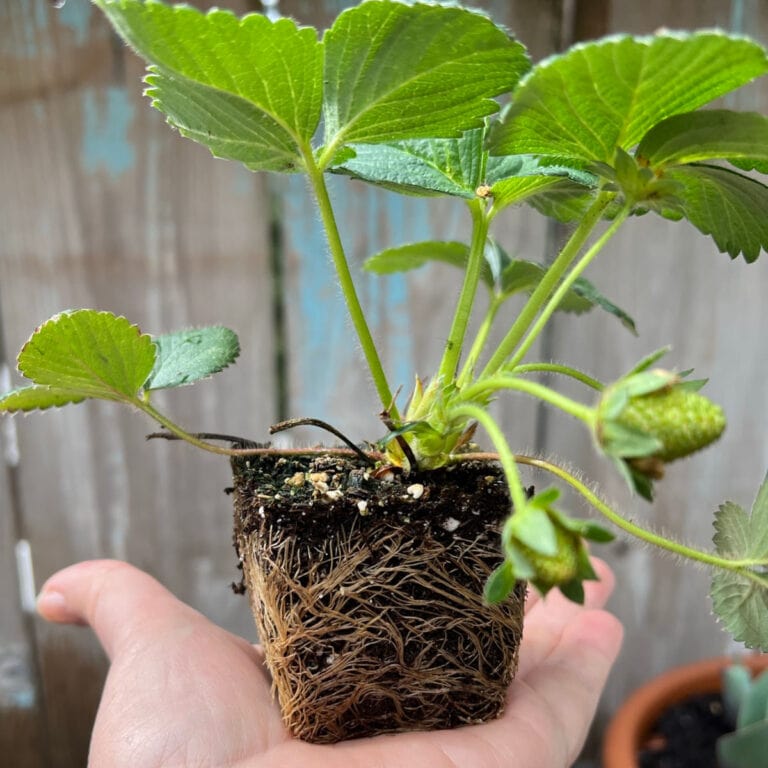 strawberry plant on hand, root bound plant