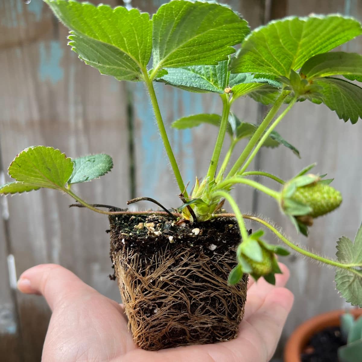 How to Fix Root Bound Plants