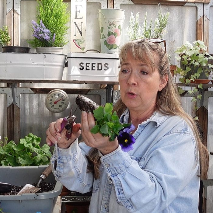 cutting bottom of root bound plant off