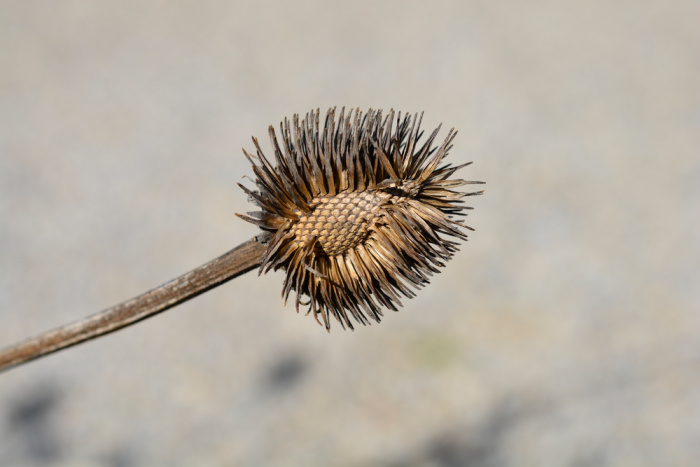 purple coneflower seed head with white background, flower patch farmhouse dot come