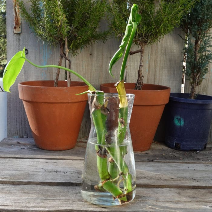 Monstera cuttings in water, glass vase